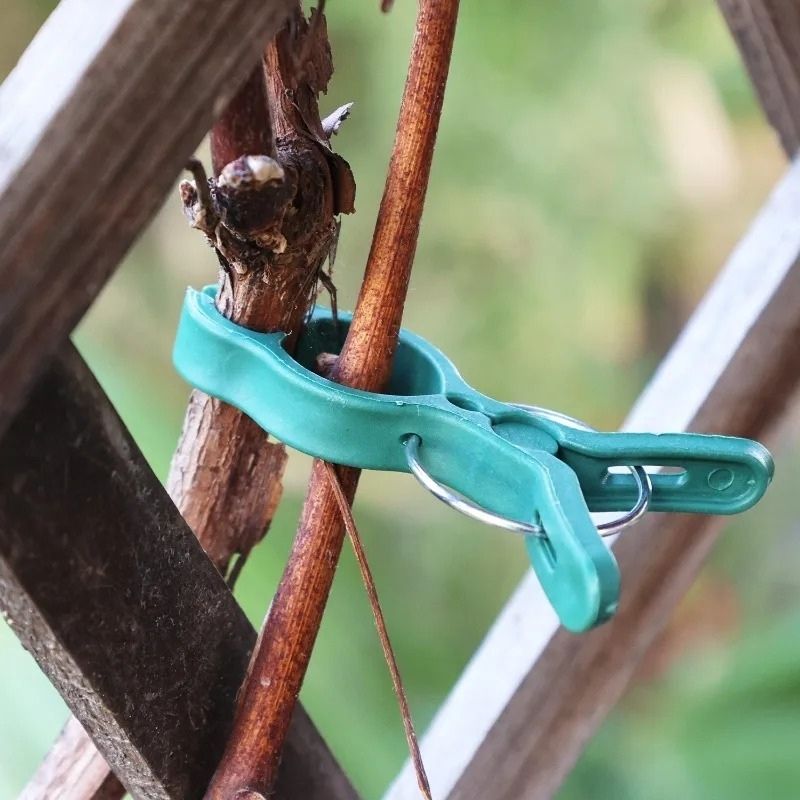 Växtlås – smidig fixering för stjälkar och rankor