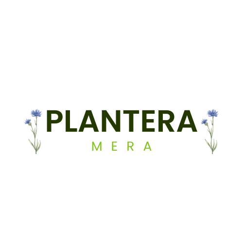 PlanteraMera
